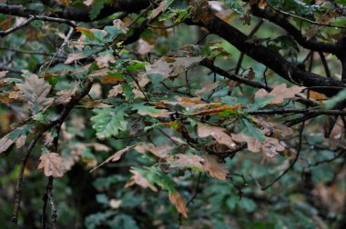 Oaks with leaves withered due to drought