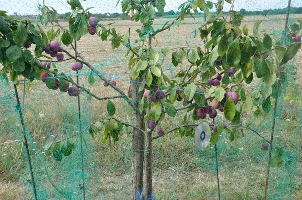Plums Protected Birds Net — 스톡 사진