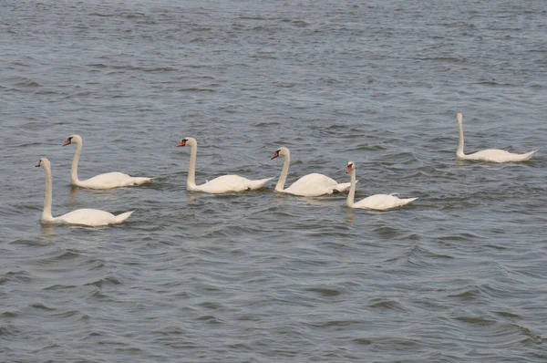 Cigno Sulla Senna Bouille — Foto Stock