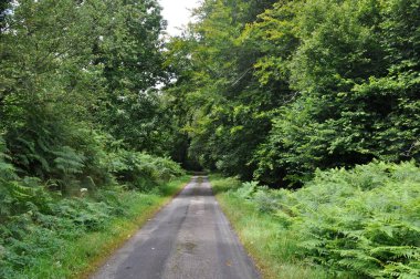 Brittany 'de bir ormanda yol