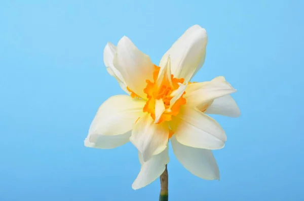 Žluté Bílé Narcisy Modrém Pozadí — Stock fotografie