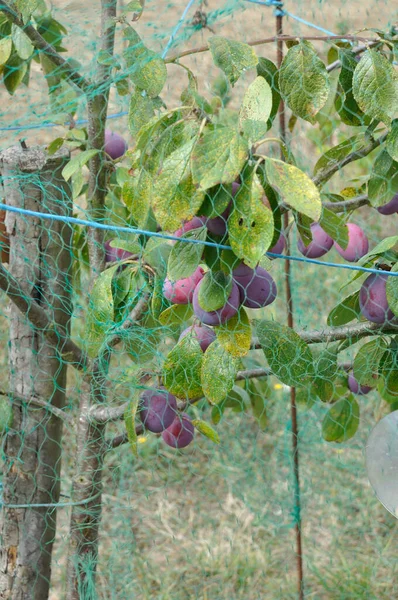Plums Protected Birds Net — 스톡 사진