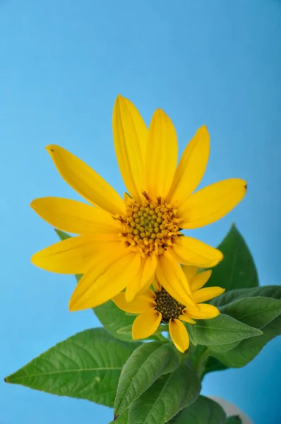Helianthus Kwiaty Niebieskim Tle — Zdjęcie stockowe