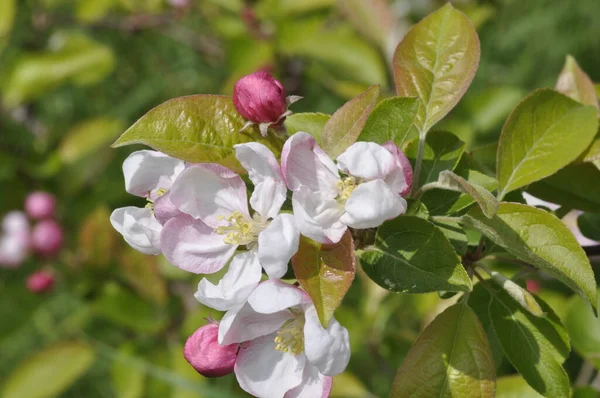Mărul Înflorește Într Grădină — Fotografie, imagine de stoc