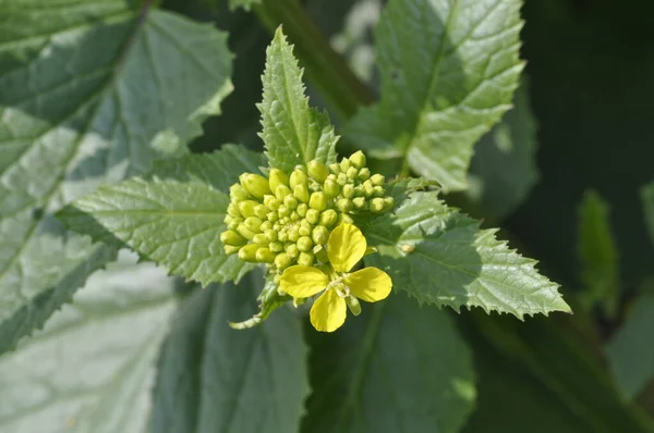 Mustard Flower Field — Stock Photo, Image
