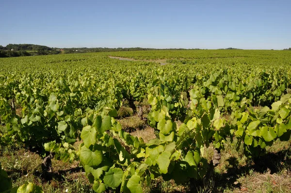 Nantes Vineyard Saint Fiacre — Stockfoto
