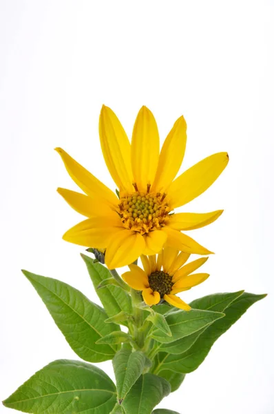 Helianthus Blommor Vit Bakgrund — Stockfoto