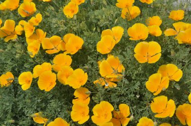 Çiçekler bahçedeki portakal eskolzisi.