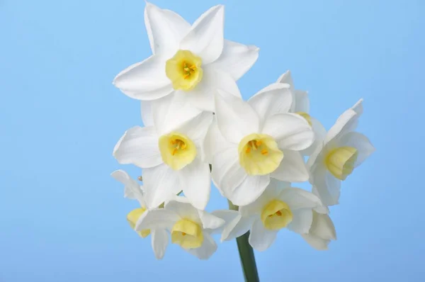 Žluté Bílé Narcisy Modrém Pozadí Royalty Free Stock Fotografie