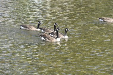 Moret sur Loing 'de Kanada kazları