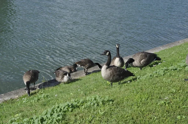 Seine Kıyısındaki Kanada Kazları — Stok fotoğraf