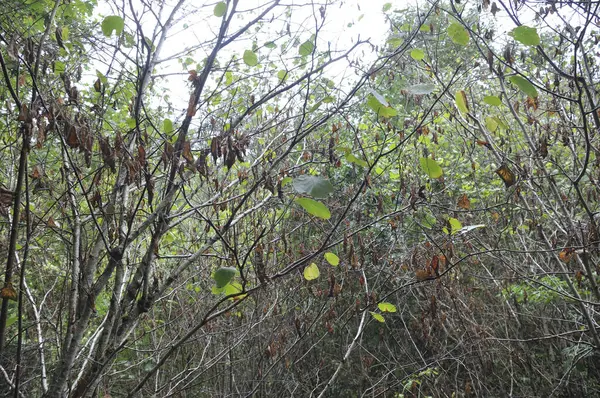 Oaks Leaves Withered Due Drought lizenzfreie Stockbilder