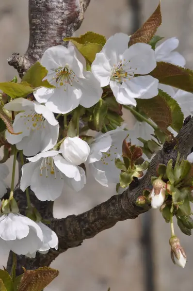 ブルターニュの桜 ロイヤリティフリーのストック画像