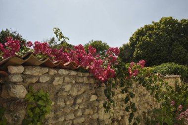 Talmon sur Gironde 'de duvardaki güller