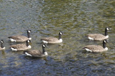 Moret sur Loing 'de Kanada kazları