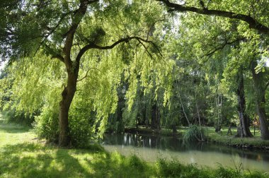 Jonzac 'ta Seugne' nin kıyısında Willow var.