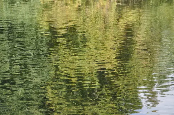 Reflet Saule Dans Une Rivière Image En Vente