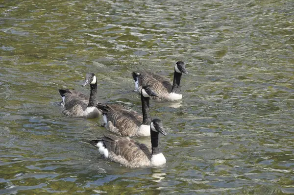 Canada Geese Moret Sur Loing Stock Picture