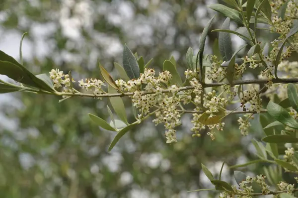 Оливковое Дерево Цвету Лицензионные Стоковые Изображения