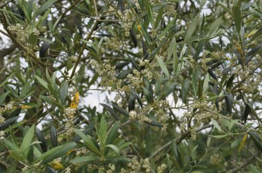 Zeytin ağacı çiçek