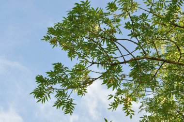 Mavi gökyüzünde kül dalları