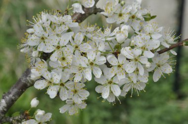 Brittany 'de kara diken çiçek açtı