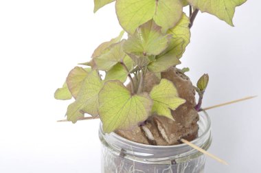 Kavanozda tatlı patates filizleri