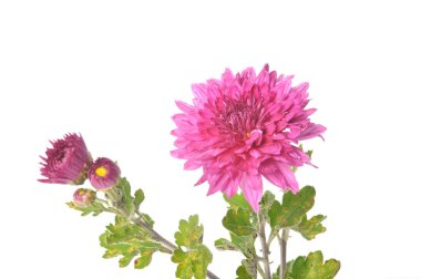 Beyaz arkaplanda pembe kasımpatı