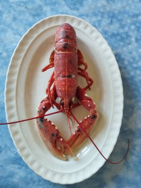 Beyaz bir tabakta pişmiş ıstakoz.