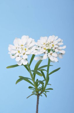 İberiler çiçek içinde sempervirens