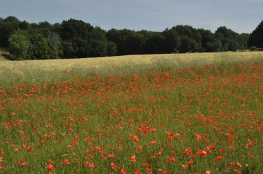 Charente Denizcilik 'te gelincik dolu bir tarla.