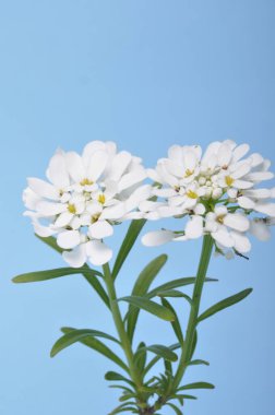 İberiler çiçek içinde sempervirens