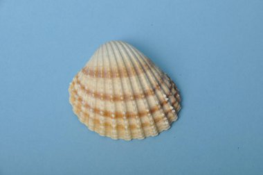 mavi bir arka plan üzerinde kabuk