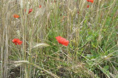 Buğday tarlasında haşhaş ve yosun