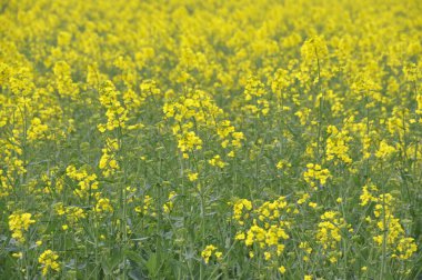 Brittany 'de tecavüz sahası