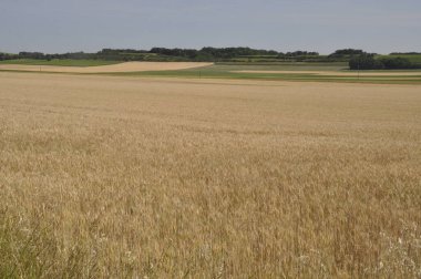 Bir buğday alan Fransa