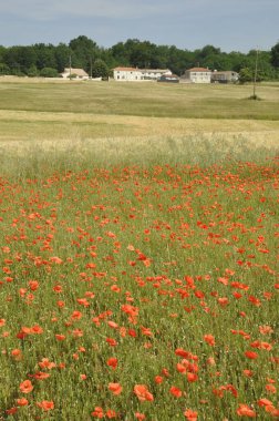 Charente Denizcilik 'te gelincik dolu bir tarla.