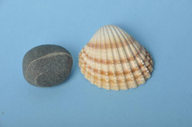 kabuk ve çakıl taşı mavi arkaplanda