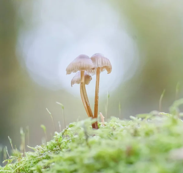 Bokeh背景森林里树干上的蘑菇 — 图库照片