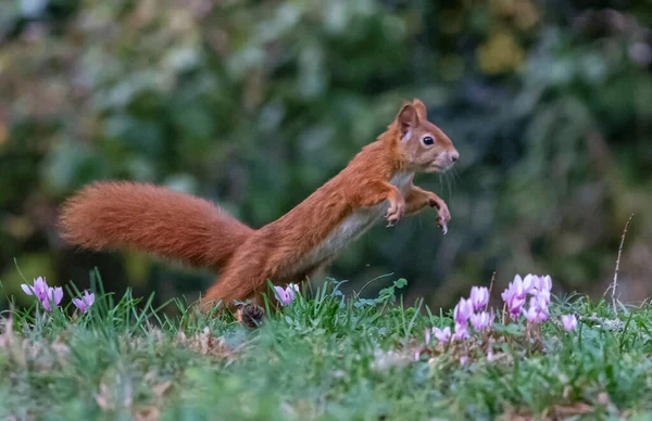 Red Squirrel Sciurus Vulgaris Jumping Grass Day — Stock Photo, Image