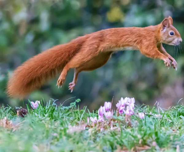 Κόκκινος Σκίουρος Σιούρος Vulgaris Πηδάει Στο Γρασίδι Μέρα — Φωτογραφία Αρχείου