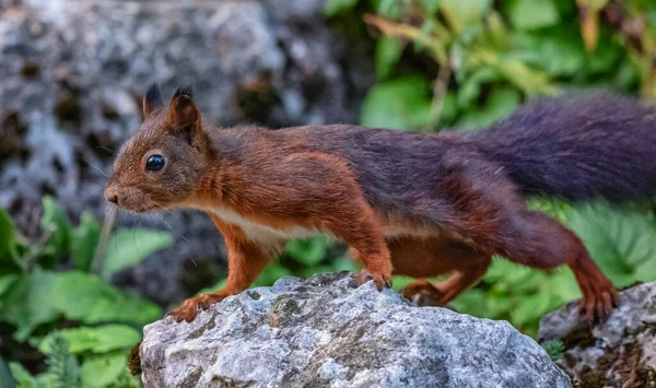 다람쥐 주머니쥐 — 스톡 사진