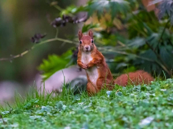 Red Squirrel Sciurus Vulgaris Standing Grass Day — Stock Photo, Image