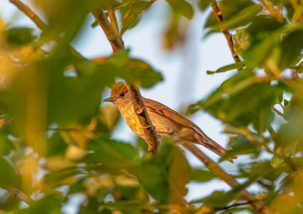Sparrow Standing Branch Tree Day — Stock Photo, Image