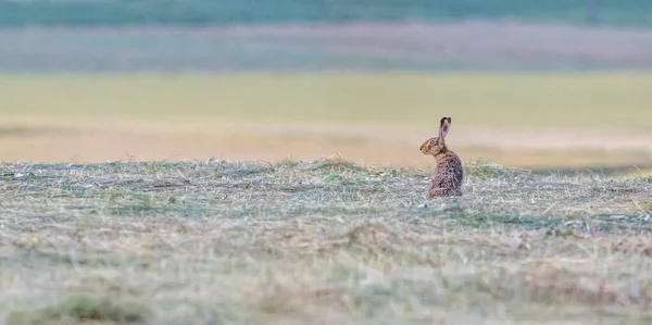 Europæiske Brune Hare Lepus Europaeus Stående Græsset Ser Til Side - Stock-foto