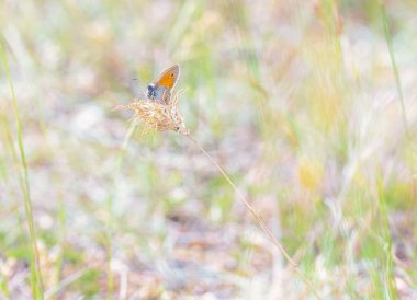 Küçük bir çalı kelebeği, coenonympha pamphilus, bir tarlada