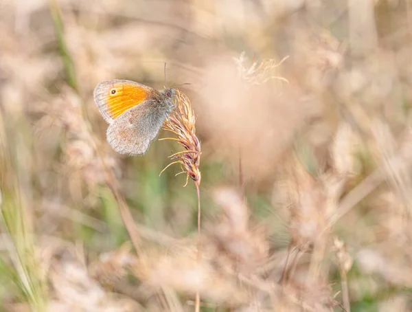 Petit Papillon Bruyère Coenonympha Pamphilus Dans Champ — Photo