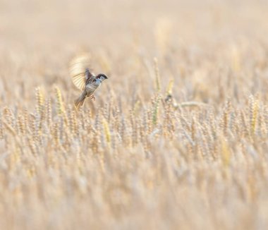 Güzel erkek serçe buğday tarlasında uçuyor