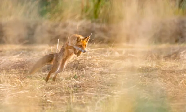 Fox Jumping Catch Prey Field — Stock Photo, Image