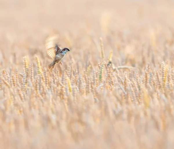 Beautiful Male Sparrow Flying Wheat Field — Stock Photo, Image